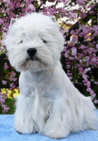 Abuelo materno multicampeon Rob Du Moulin de Macgregor 