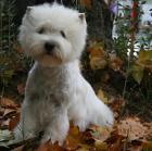 FOOL FALL IN LOVE DELGOYEPINO . Foto Raquel Goyena.