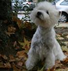 FOOL FALL IN LOVE DELGOYEPINO . Foto Raquel Goyena.