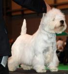 Padre multicampeon Krystof Sunshine Celebration 