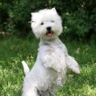 Alborada Lovely. Foto Raquel Goyena